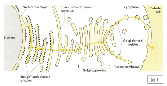 1980年ころの分泌経路のイメージ